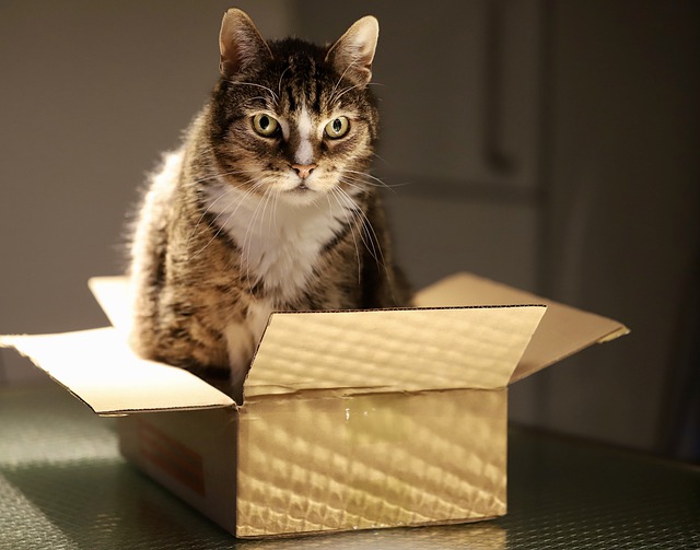 kočka v krabici