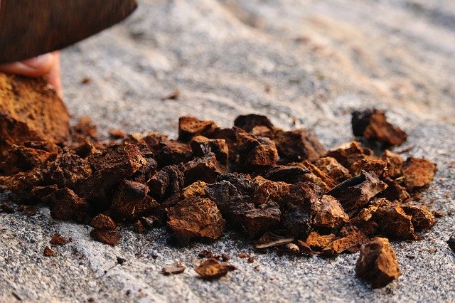 chaga houba