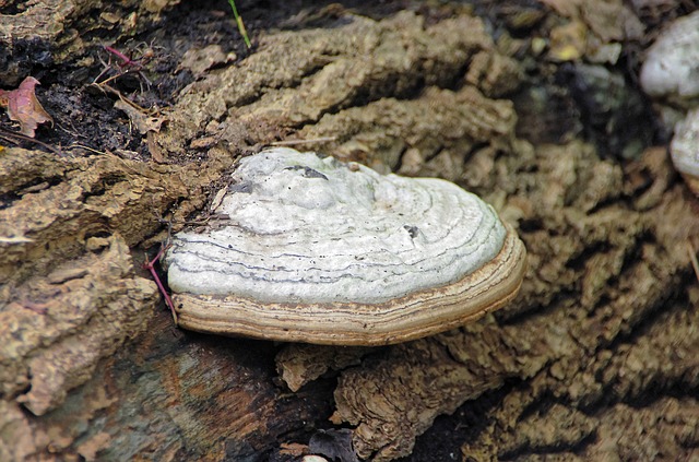 houba chaga