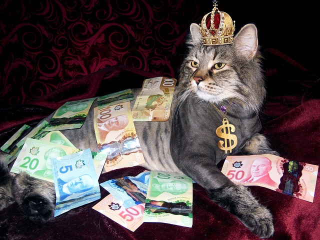 kočka a peníze
